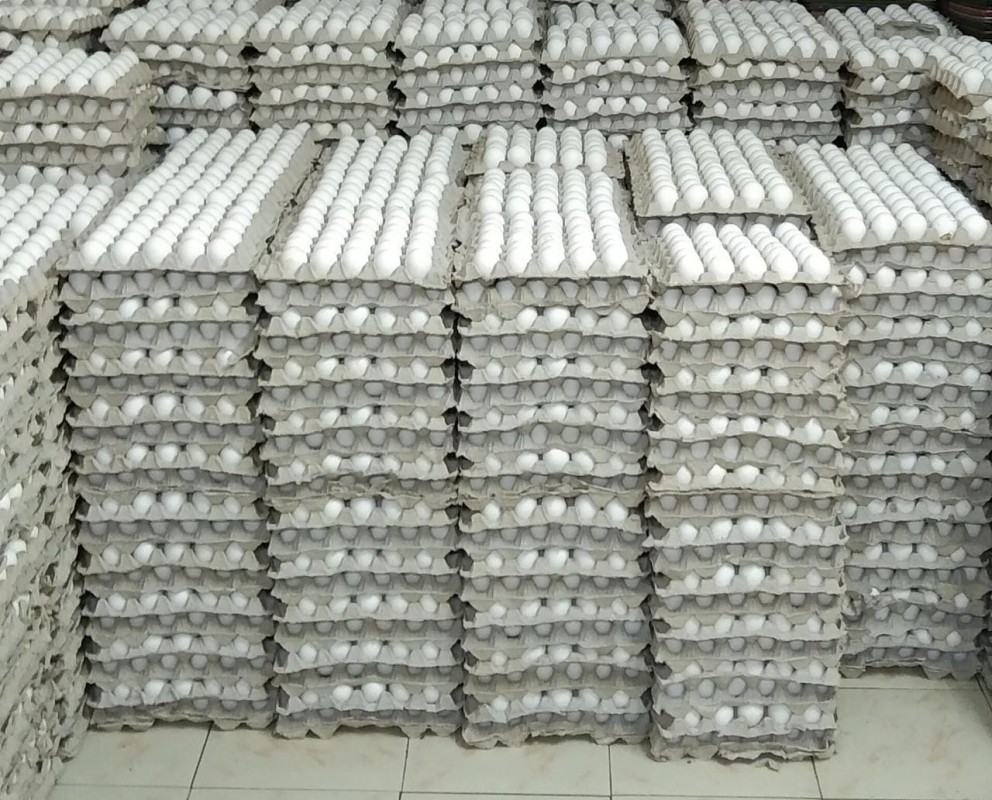 EGGS FROM INDIA from India